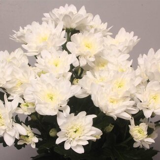 Freshy Troschrysant Chrysanthemum “T Baltica” | Kleur: Wit | Lengte ± 70 centimeter | Per 10 stelen verse bloemen