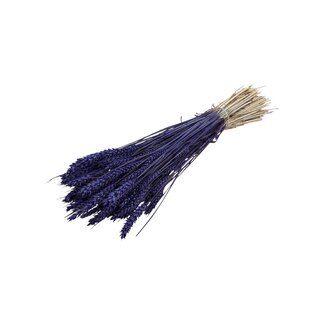Dutch Dried Gedroogde Tarwe | Kleur: Paars | Triticum Droogbloemen | Lengte ± 70 centimeter | Gewicht 175 gram | Per bos