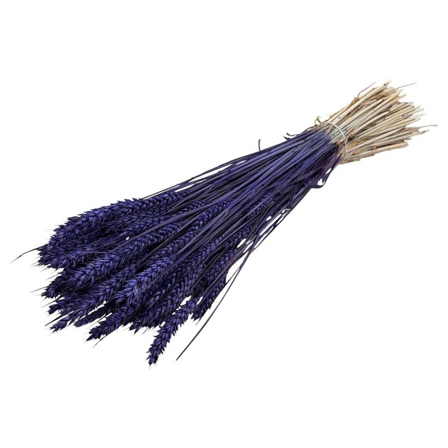 Gedroogde Tarwe | Kleur: Paars | Triticum Droogbloemen | Lengte ± 70 centimeter | Gewicht 175 gram | Per bos