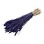 Getrockneter Weizen | Farbe: Lila | Triticum Trockenblumen | Länge ± 70 centimeter | Gewicht 175 gram | Pro Bund