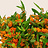 Asclepias (Milkweed)