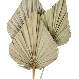 Casa Alegria Naturelle Palm Spear Gigante | Lengte ± 50 centimeter | Per 3 takken