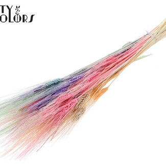 QC Getrocknete Gebleichte Bartweizen | Farbe: Pastell-Mix | Triticum Trockenblumen | Länge 70 centimeter | Gewicht 150 gram | Pro Bund