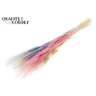 QC Dried Bleached Beard Wheat | Colour: Pastel Mix | Triticum Dried Flowers | Length 70 centimeter | Weight 150 gram | Per bunch