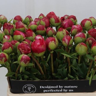 Freshy Paeonia Com “Performance” | Colour: Pink | Length ± 60 centimeter | Per 10 stems