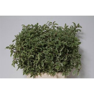 Freshy Pittosporum Nigra | Colour: Green | Length ± 50 centimetre | Weight 150 gram per bunch | Per 5 bunches