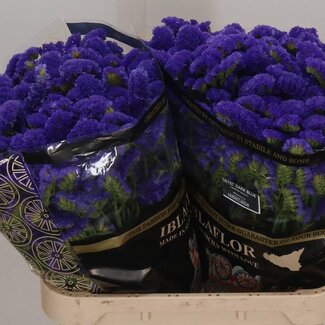 Freshy Limonium Statice Sinuata “Crystal Dark Blue” | Farbe: Lila | Länge ± 80 centimeter | Gewicht ± 95 gram pro Stiel | Pro 25 Stiele