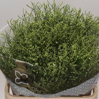 Freshy Limonium Sinuata “China Lemon” | Colour: Yellow | Length ± 80 centimeter | Weight ± 35 gram per stem | Per 25 stems
