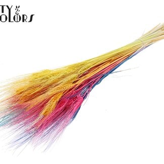 QC Getrocknete Gebleichte Bartweizen | Farbe: Regenbogen-Mix | Triticum Trockenblumen | Länge 70 centimeter | Gewicht 150 gram | Pro Bund