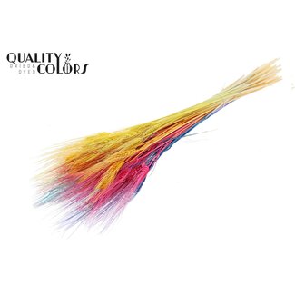 QC Getrocknete Gebleichte Bartweizen | Farbe: Regenbogen-Mix | Triticum Trockenblumen | Länge 70 centimeter | Gewicht 150 gram | Pro Bund
