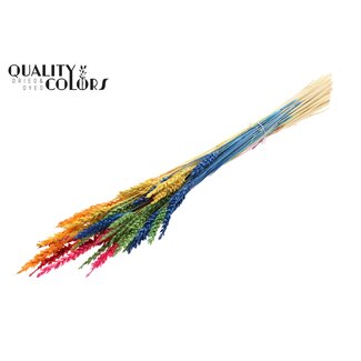 QC Dried Bleached Wheat | Colour: Rainbow Mix | Triticum Dried Flowers | Length 60 centimeter | Weight 100 gram | Per bunch