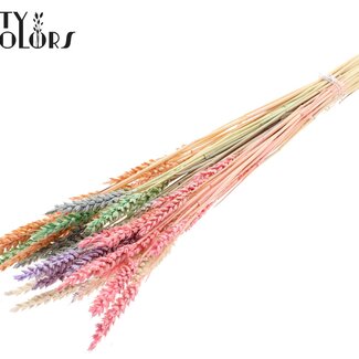 QC Getrocknete Gebleichte Weizen | Farbe: Pastell-Mix | Triticum Trockenblumen | Länge 60 centimeter | Gewicht 100 gram | Pro Bund