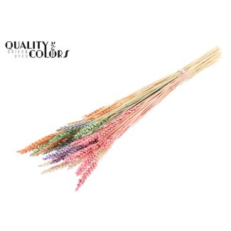 QC Dried Bleached Wheat | Colour: Pastel Mix | Triticum Dried Flowers | Length 60 centimeter | Weight 100 gram | Per bunch