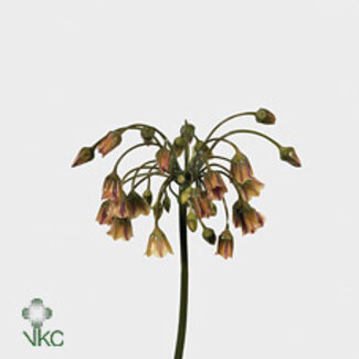 Freshy Allium Sierui “Siculum” | Farbe: orange | Länge ± 90 centimeter | Pro 10 Stielen