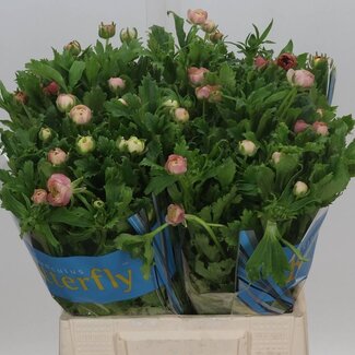 Freshy Ranunculus Ranonkel Butterfly “Hera” | Farbe: Rosa | Länge ± 40 centimeter | Gewicht ± 60 gram pro Zweig | Per 10 Stiele