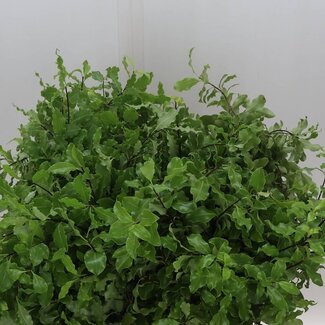 Freshy Pittosporum Tenuifolium | Farbe: Grün | Länge ± 60 centimeter | Gewicht 150 gram pro Bündel | Pro 5 Bündel