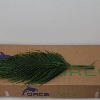 Freshy Chamaedorea Catpalm Blatt | Farbe: Grün | Länge ± 60 centimeter | Pro 5 Zweige