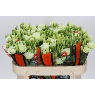 Freshy Eustoma Lisianthus Double “Rosi Green” | Colour: Green | Length ± 70 centimetre | Per 10 stems fresh flowers