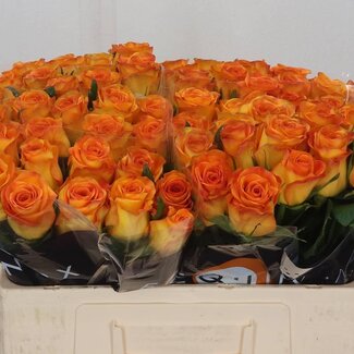 Freshy Rose “Trinidad” | Farbe: Orange | Länge ± 50 centimeter | Pro 10 Rosen