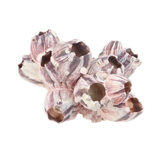 4A Schelpen Barnacles | Kleur: Natuurlijk Paars | Lengte 7 - 12 centimeter | Per schelp