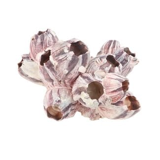 4A Shells Barnacles | Colour: Natural Purple | Length 7 - 12 centimeter | Per shell