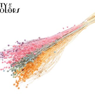QC Getrocknet Gebleicht Lino Flachs “Pastel Mix” | Farbe: Verschiedene Farben | Linum Trockenblumen | Länge 70 centimeter | Gewicht 100 gram | Pro Bund