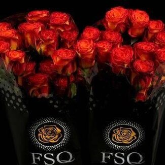 Freshy Rosen “Circus” | Farbe: Gelb Orange | Länge ± 50 centimeter | Herkunft Ecuador | Pro 20 Rosen