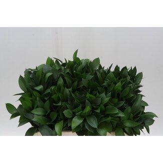 Freshy Ruscus Hypophyllum Muizendoorn | Kleur: Groen | Lengte ± 50 centimeter | Per 50 takken