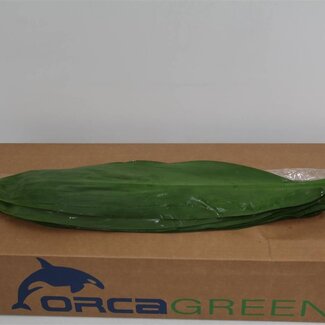 Freshy Cordyline Green “Tie Orca” | Farbe: Grün | Länge ± 80 centimeter | Pro 5 frische Stiele