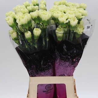 Freshy Lange Nelke “Lege Verde” | Farbe: Grün | Länge ± 70 centimeter | Pro 20 frische Blumen