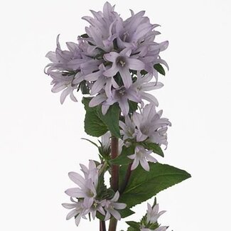 Freshy Campanula Glomerata Kissen-Glockenblume “Emerald” | Farbe: Violett | Länge ± 70 centimeter | Pro 10 frische Blumen
