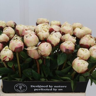 Freshy Paeonia Peony L “Class Act” | Colour: White | Length ± 60 centimeter | Per 10 fresh peonies