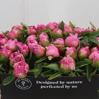 Freshy Paeonia Pfingstrose L “Earl Flamingo” | Farbe: Rosa | Länge ± 55 centimeter | Pro 10 frische Pfingstrosen