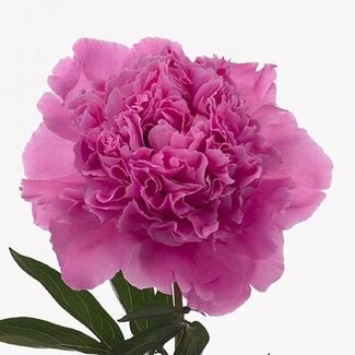 Freshy Paeonia Peony L “Anima” | Colour: Pink | Length ± 55 centimetre | Per 10 fresh peonies