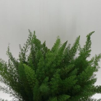 Freshy Asparagus Densiflorus “Meyers” Katzenschwanzfarn | Farbe: Grün | Länge ± 50 centimeter | Pro 50 Stielen