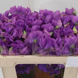 Freshy Lathyrus Duftwicke Winter “Sun Mauve” | Farbe: Lila | Länge ± 50 centimeter | Pro 50 Stielen frische Blumen