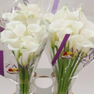 Freshy Zantedeschia Calla “White Mambo” | Farbe: Weiß | Länge ± 70 centimeter | Pro 10 frische Blumen