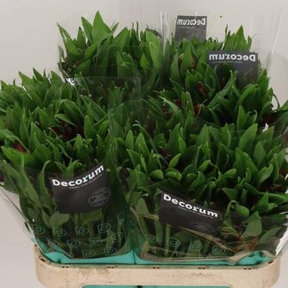 Freshy Alstroemeria “Nadya” | Farbe: Rot | Länge ± 75 centimeter | Pro 10 Stiele frische Blumen