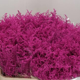 Freshy Solidago Goldrute Farbbehandelt | Farbe: Kirschfarben | Länge ± 80 centimeter | Pro 25 frische Stiele