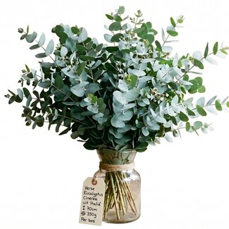 Freshy Frischer Eukalyptus Cinerea aus Italien | ↕ 70cm | ⚖ 350g | Pro Bund