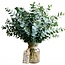 Frischer Eucalyptus Cinerea aus Italien | ↕ 70cm | ⚖ 350g | Pro Bund