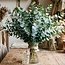 Frischer Eucalyptus Cinerea aus Italien | ↕ 70cm | ⚖ 350g | Pro Bund