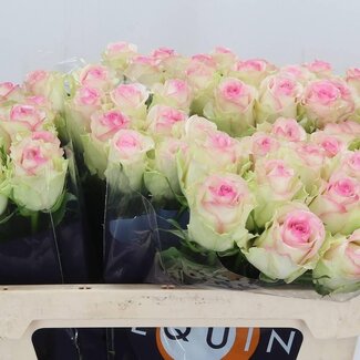 Freshy Rosen “Pink Journey” | Farbe: Rosa | Länge ± 70 centimeter | Pro 10 Rosen