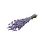 Dried Phalaris | Colour: Lilac-coloured | Canary Grass Dried Flowers | Length ± 65 centimetre | Weight 175 gram | Per bunch