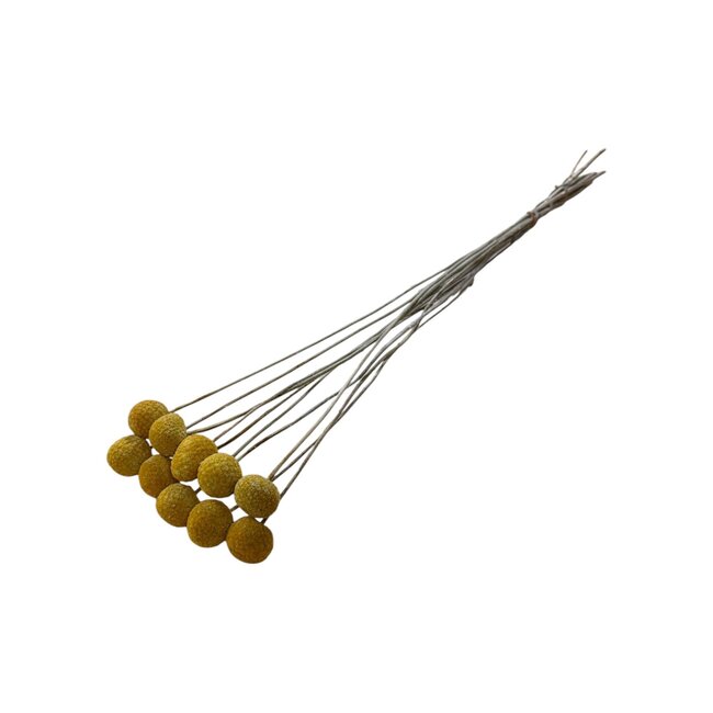 Gedroogde Craspedia | Kleur: Geel | Trommelstok Droogbloemen | Lengte ± 55 centimeter | per 10 stelen