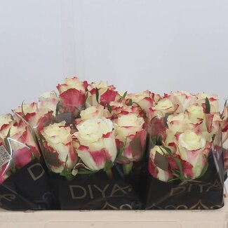 Freshy Rosen “Sweet Horizon” | Farbe: Weiß Rood | Länge ± 50 centimeter | Pro 10 Rosen