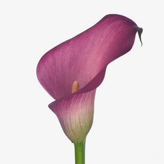 Freshy Zantedeschia Calla “Zazu” | Farbe: Rosa | Länge ± 50 centimeter | Pro 10 frische Blumen
