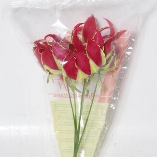 Freshy Gloriosa Prachtlilie “Rothschild” | Farbe: Rot | Länge ± 20 centimeter | Pro 10 frische Blumen