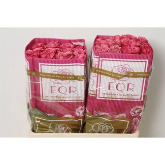 Freshy Großblütige Rose “Country Blues” | Farbe: Rosa | Länge ± 50 centimeter | Herkunft Ecuador | Pro 25 frische Rosen