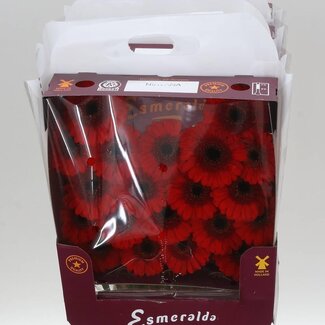 Freshy Gerbera Großblütig Aqua “Nirvana” | Farbe: Rot | Länge ± 45 centimeter | Pro 20 frische Blumen